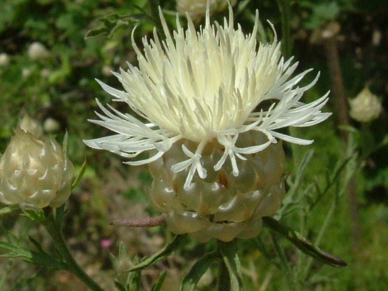 Centaurea deusta, apocromia